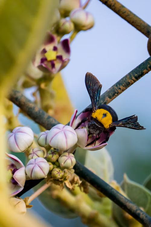 Pollinator Paradise Garden