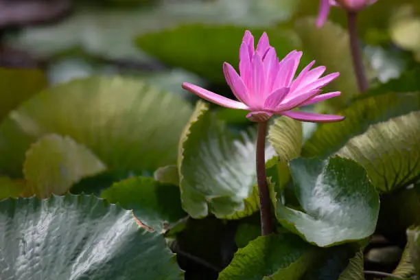 Water-Wise Zen Botanical Garden